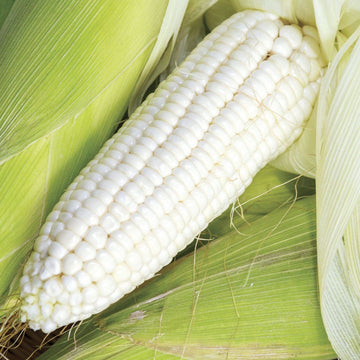 Corn Seeds – Silver Queen Sweet
