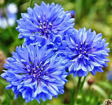 Cornflower Seeds – Blue