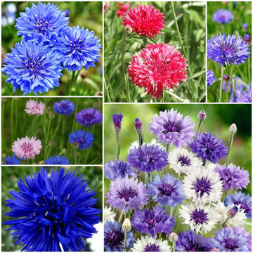 Cornflower Seeds