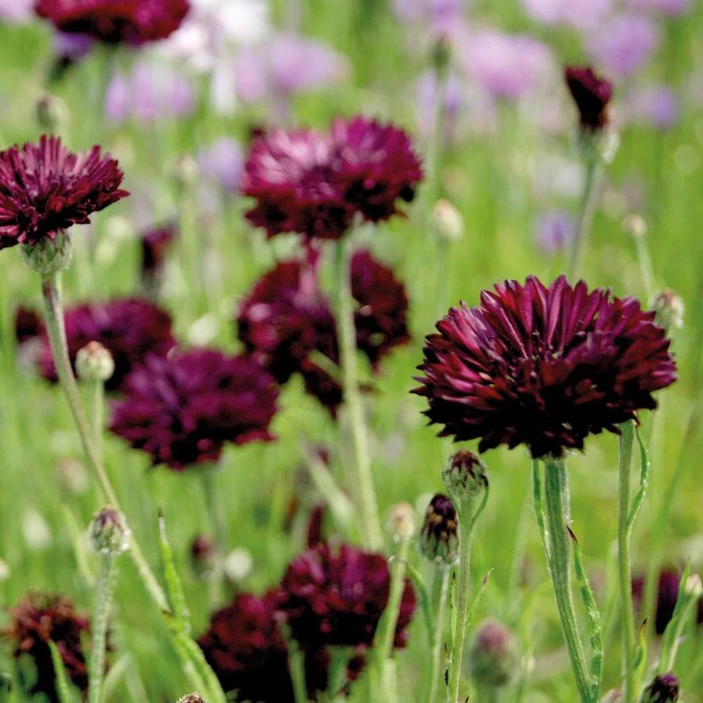 Cornflower Seeds – Black Ball