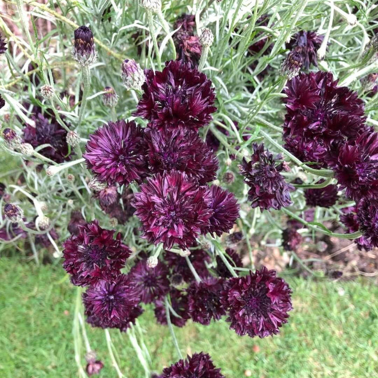 Cornflower Seeds – Black Ball