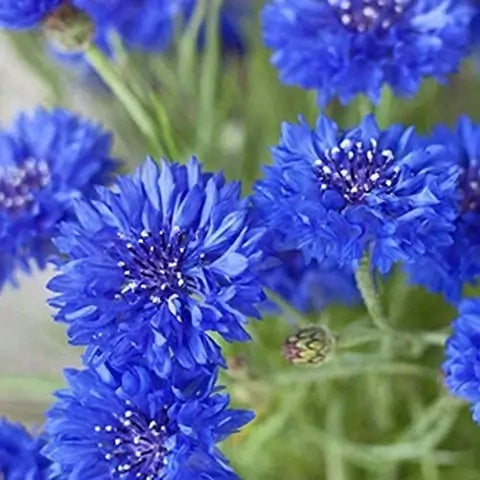 Cornflower Seeds – Blue