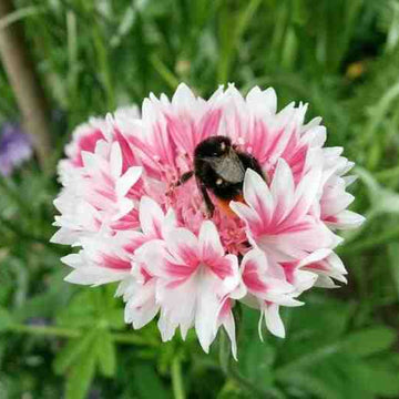 Cornflower Seeds – Classic Romantic