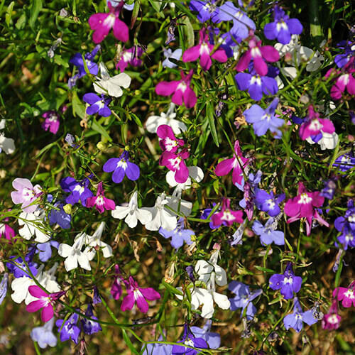 Cornflower Seeds – Lobelia String of Pearls
