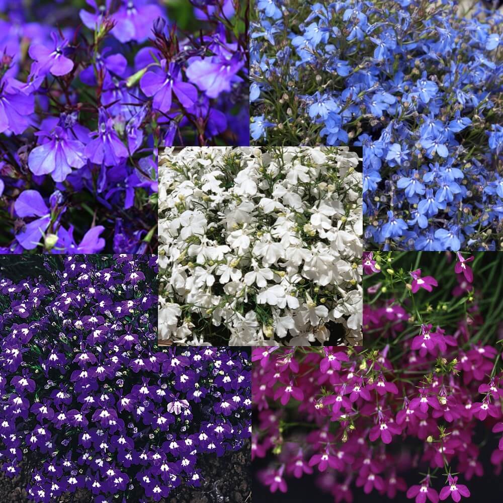 Cornflower Seeds – Lobelia String of Pearls