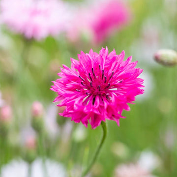 Cornflower Seeds – Polka Dot