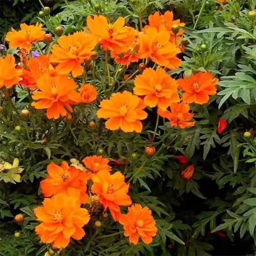 Cosmos Seeds – Lucky Ring