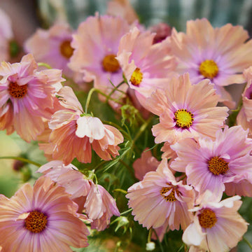 Cosmos Seeds – Apricotta
