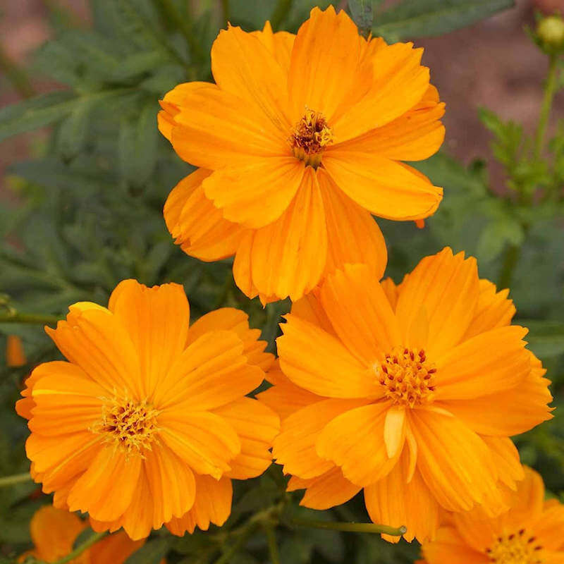 Cosmos Seeds – Lucky Ring
