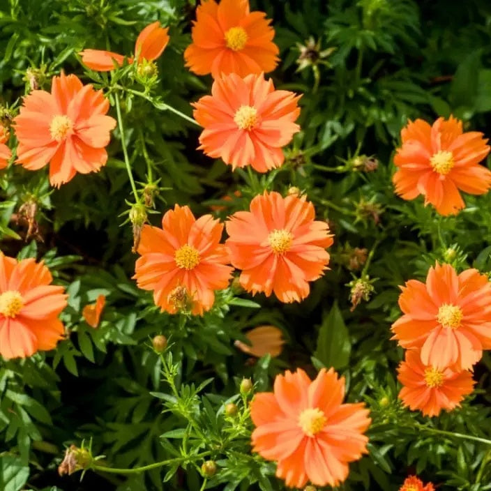 Cosmos Seeds – Lucky Ring