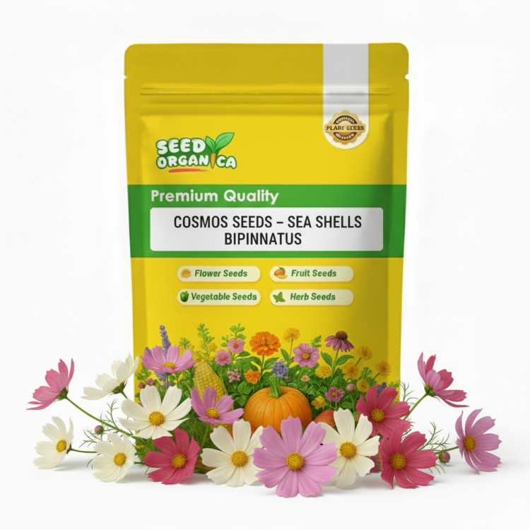 Cosmos Seeds – Sea Shells Bipinnatus