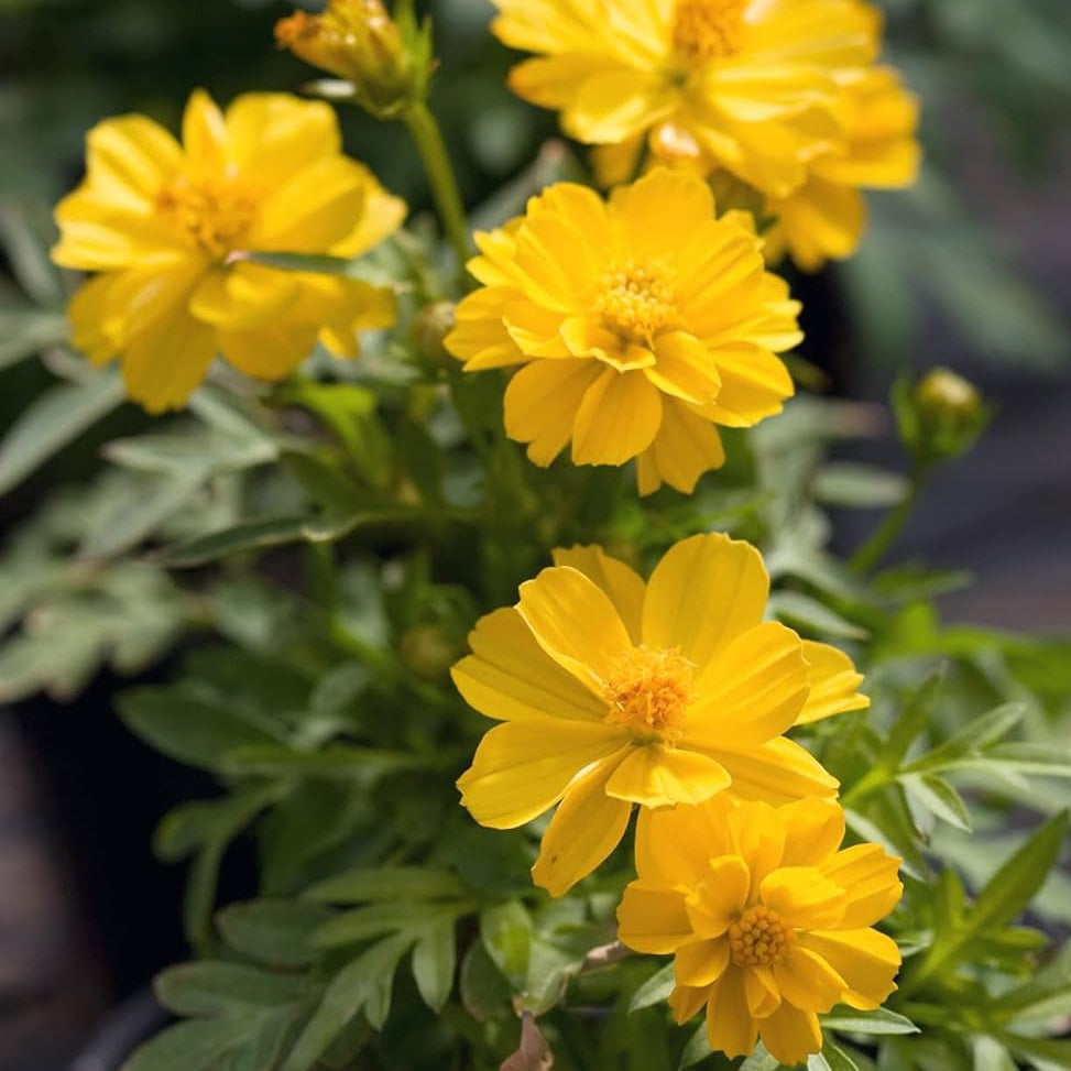 Cosmos Seeds – Yellow