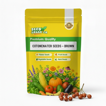 Cotoneaster Seeds – Brown