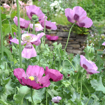Cottage Garden Poppy Seeds