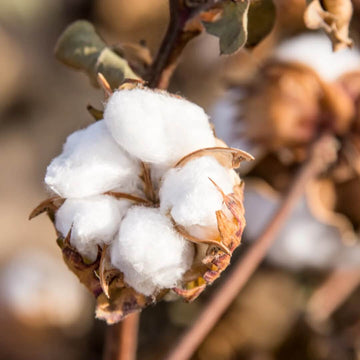 Cotton Seeds – White