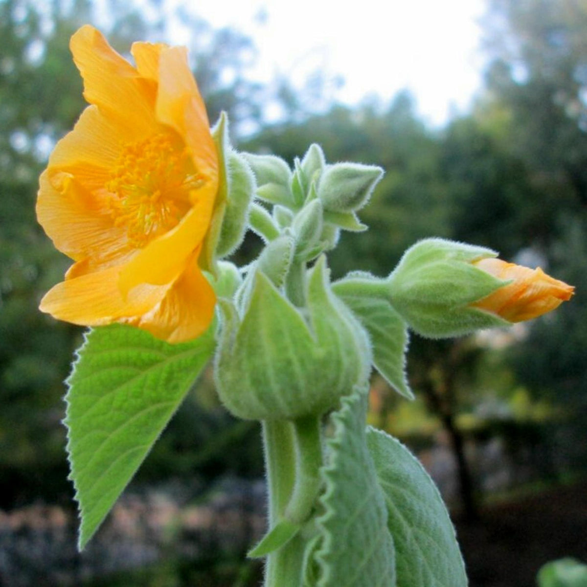 Country Mallow Seeds – Bala
