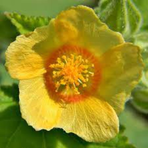 Country Mallow Seeds – Bala
