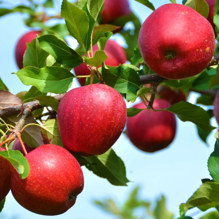 Crab Apple Seeds
