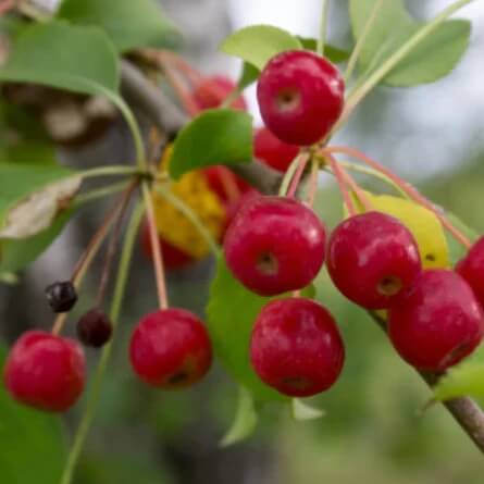 Crabapple Seeds - Himalayan