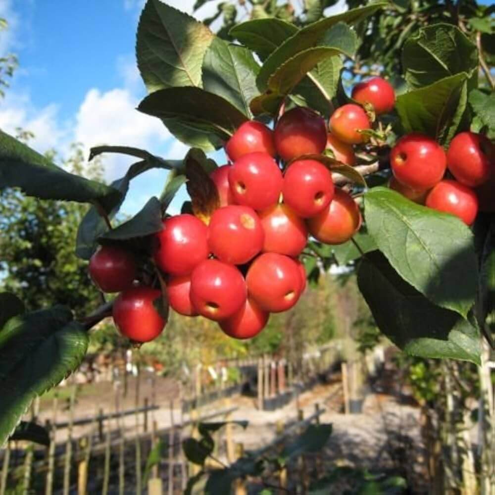Crabapple Seeds - Himalayan