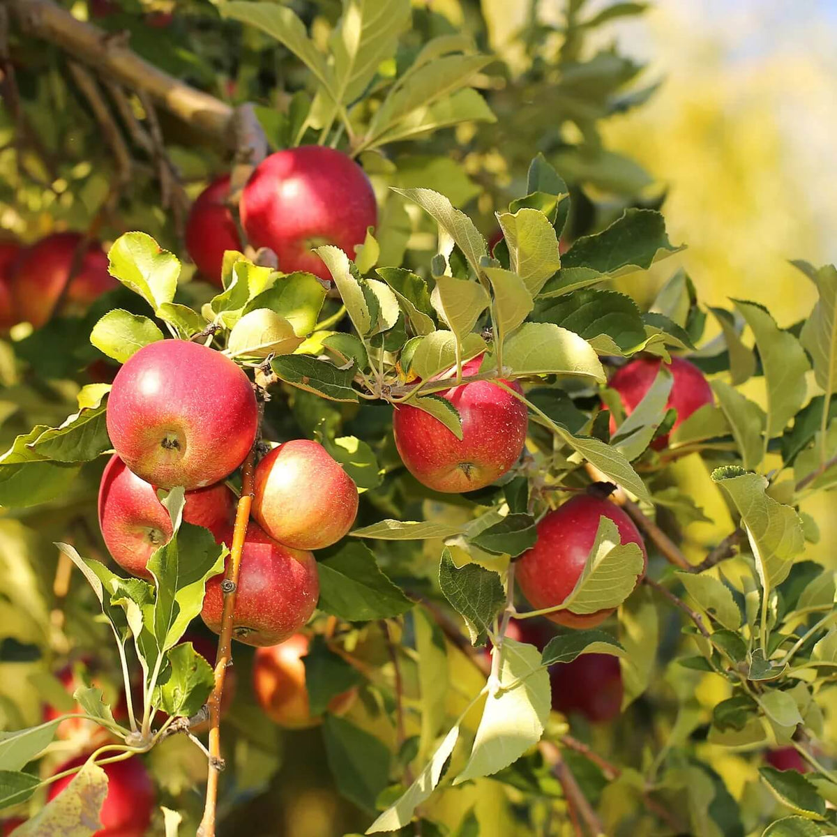 Crabapple Seeds - Sargent's