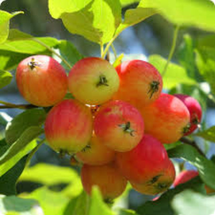 Crabapple Seeds - Siberian