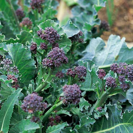 Crambe Seeds – Maritima
