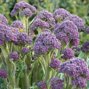 Crambe Seeds – Maritima

