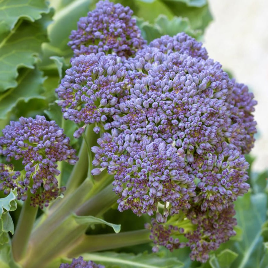 Crambe Seeds – Maritima
