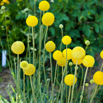 Craspedia Seeds – Globosa
