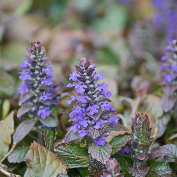 Creeping Ajuga Seeds