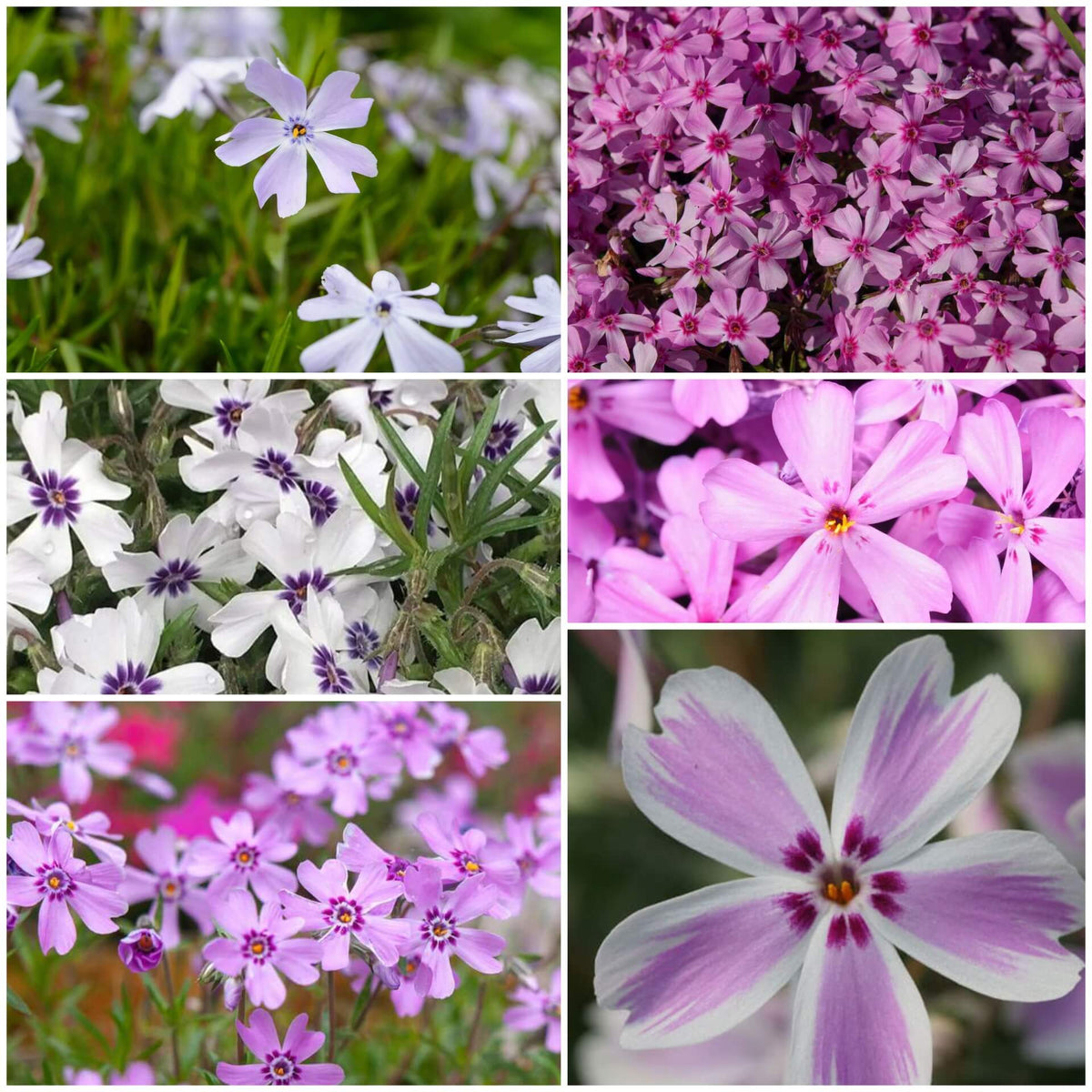 Creeping Phlox Seeds - All In One For Home Gardens