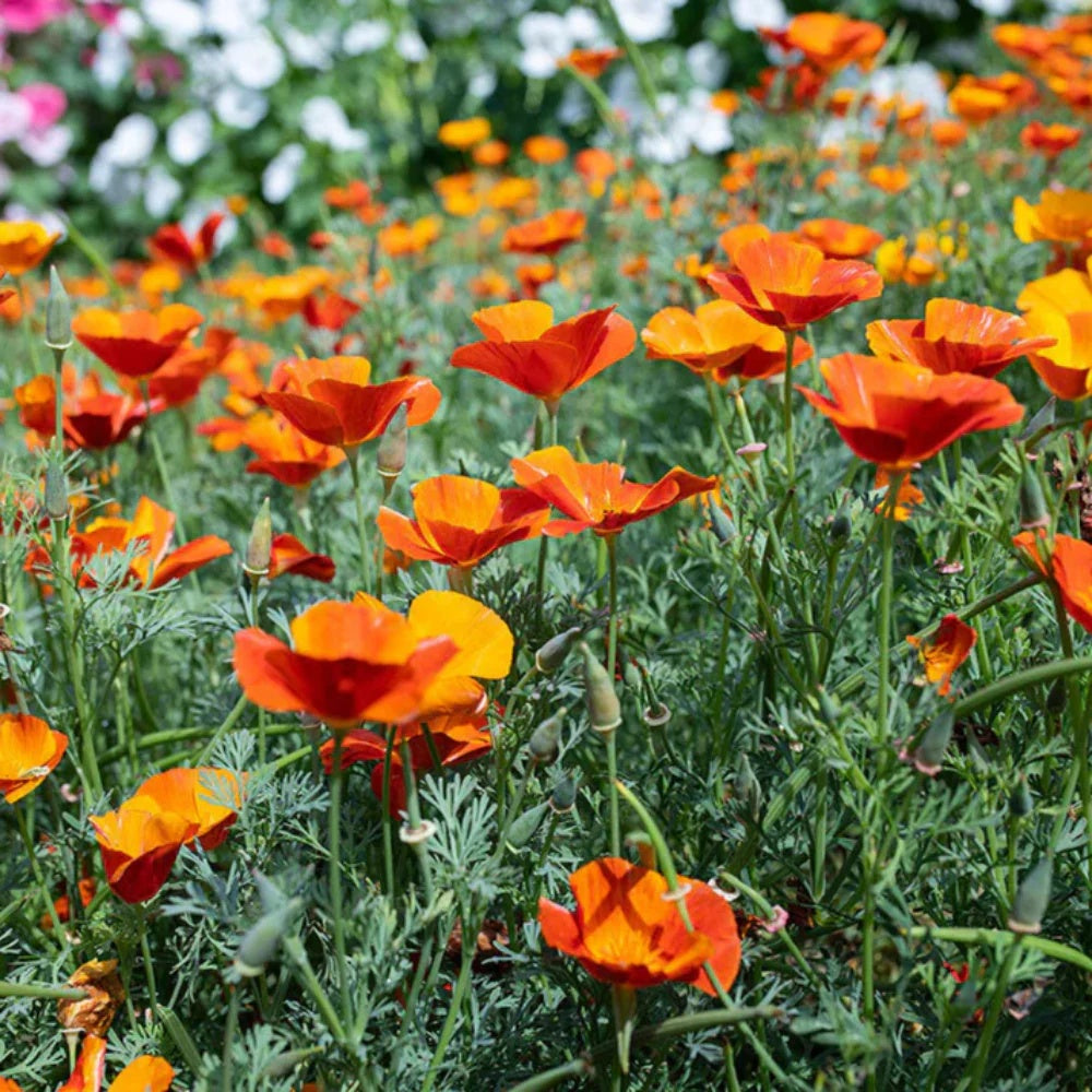 Creeping Thyme Seeds – Orange
