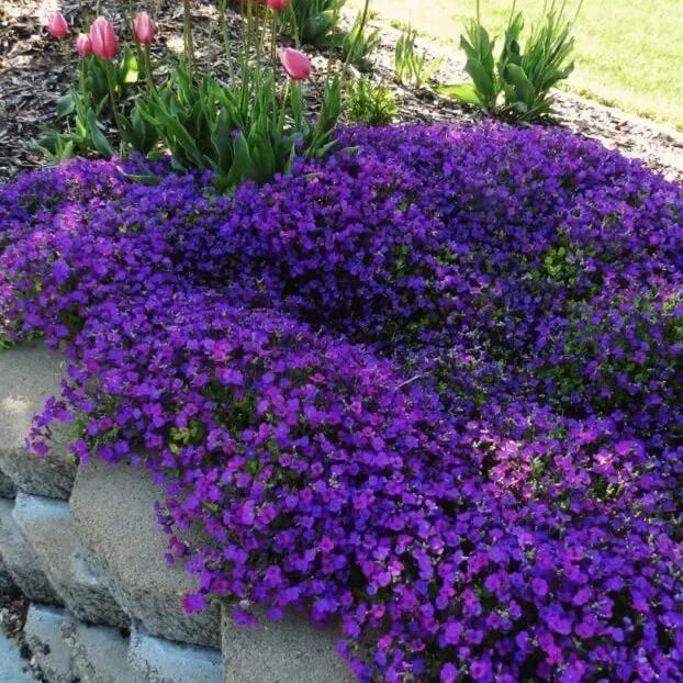 Cress Seeds – Purple