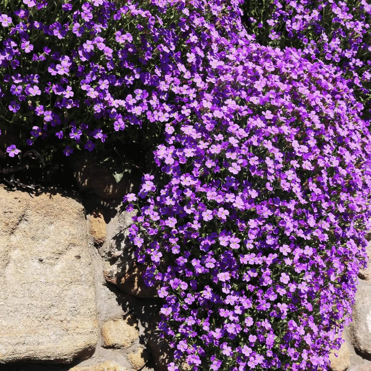 Cress Seeds – Purple