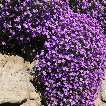 Cress Seeds – Purple