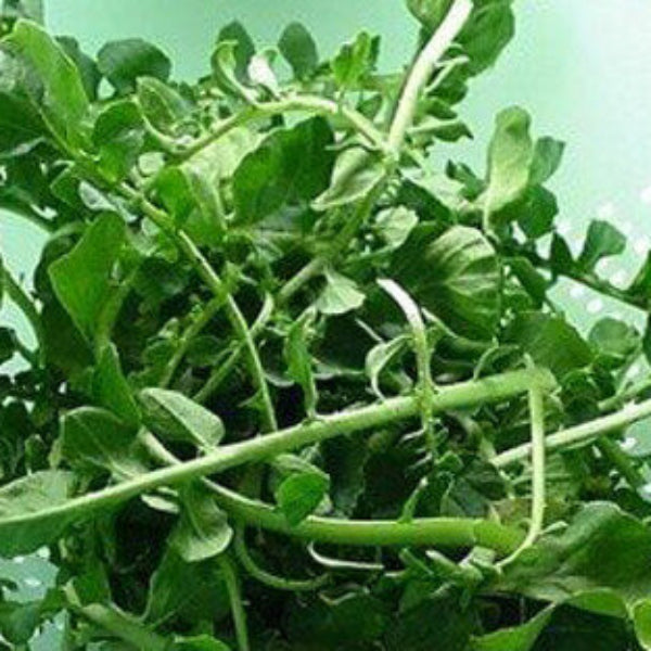Cress Seeds – Wrinkled Crinkled