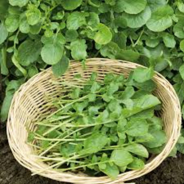 Cress Seeds – Wrinkled Crinkled