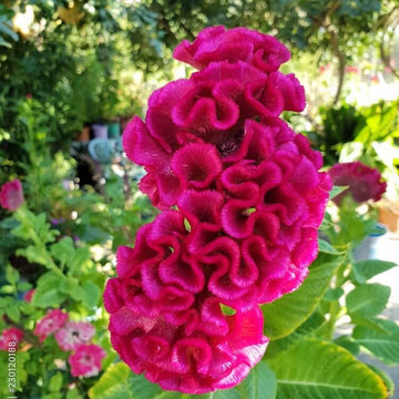 Cristata Seeds – Vibrant Blooms