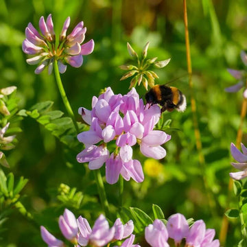 Crown Vetch Seeds – Violet