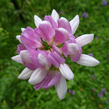 Crown Vetch Seeds – Violet