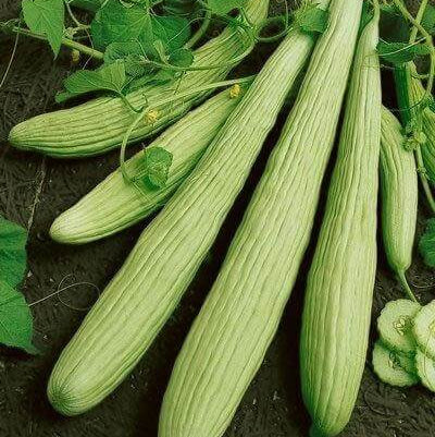 Cucumber Seeds – Armeno Yard