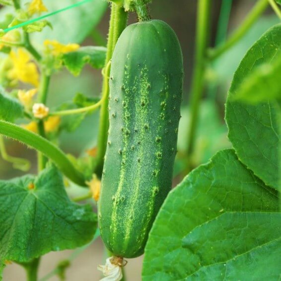 Cucumber Seeds – Carolina 