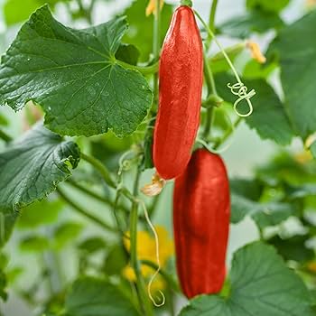 Cucumber Seeds – Crisp Red
