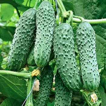 Cucumber Seeds - Lyalyuk Little Mini Pickling
