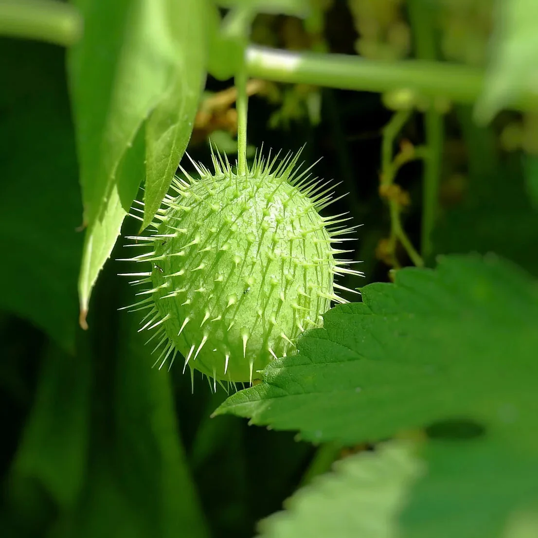 Cucumber Seeds - Maroon
