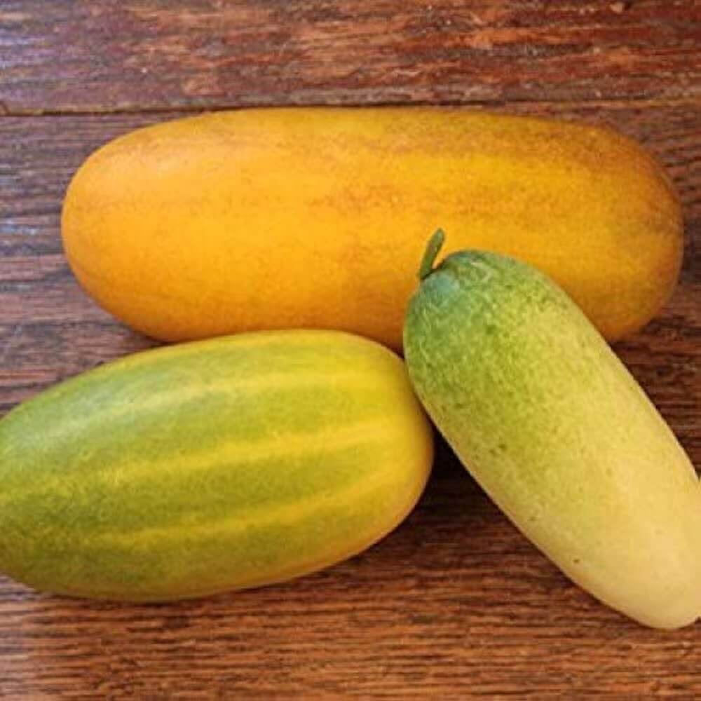 Cucumber Seeds – Quitoense Orange