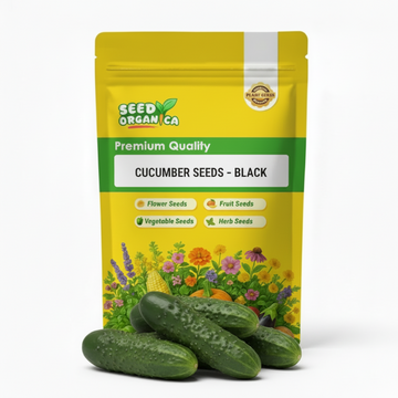 Cucumber Seeds – Black