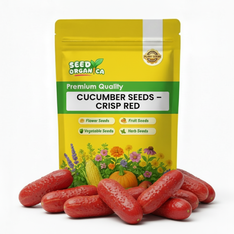 Cucumber Seeds – Crisp Red