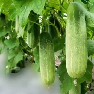 Cucumber Seeds – Fresh